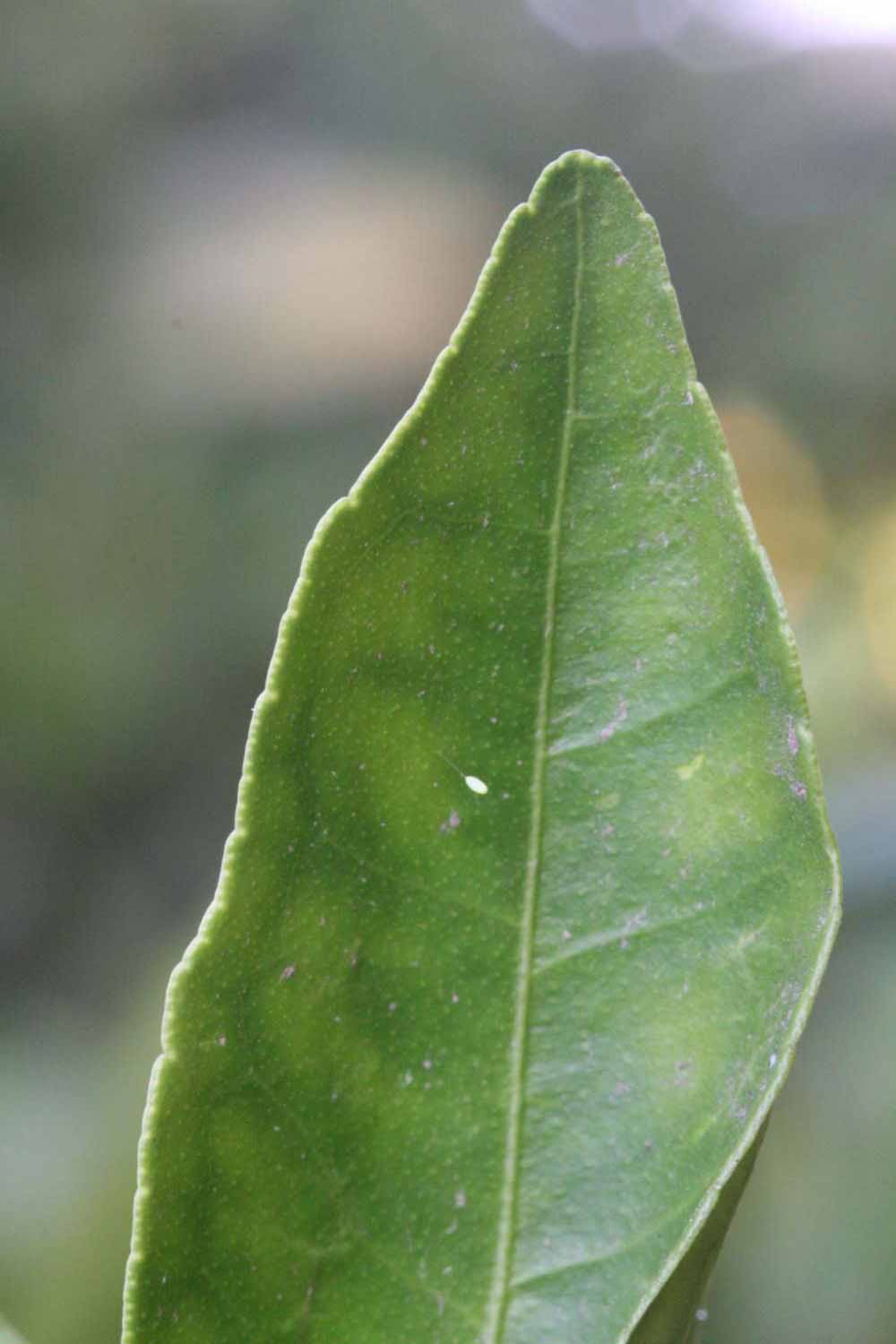              Margin (Riverside, CA)       